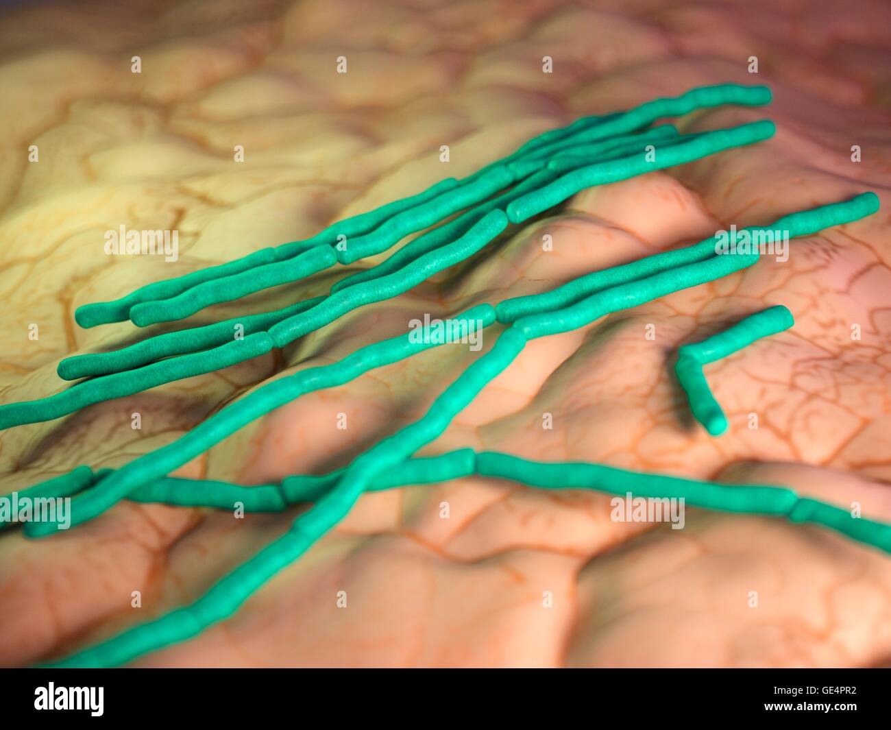 Bacillus Cereus Bacteria Banque De Photographies Et D images Haute bacillus-cereus-bacteria-banque-de-photographies-et-d-images-haute