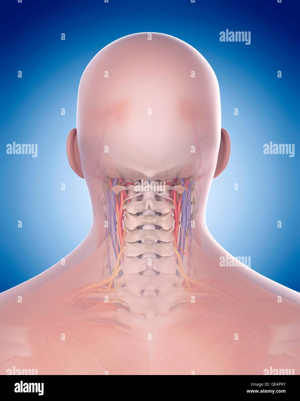 Les droits de l'anatomie du cou, de l'illustration. Banque D'Images