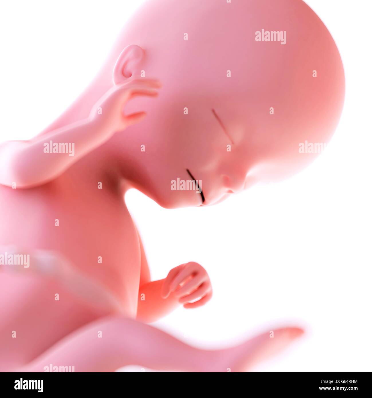Foetus humain l'âge de 16 semaines, de l'illustration. Banque D'Images