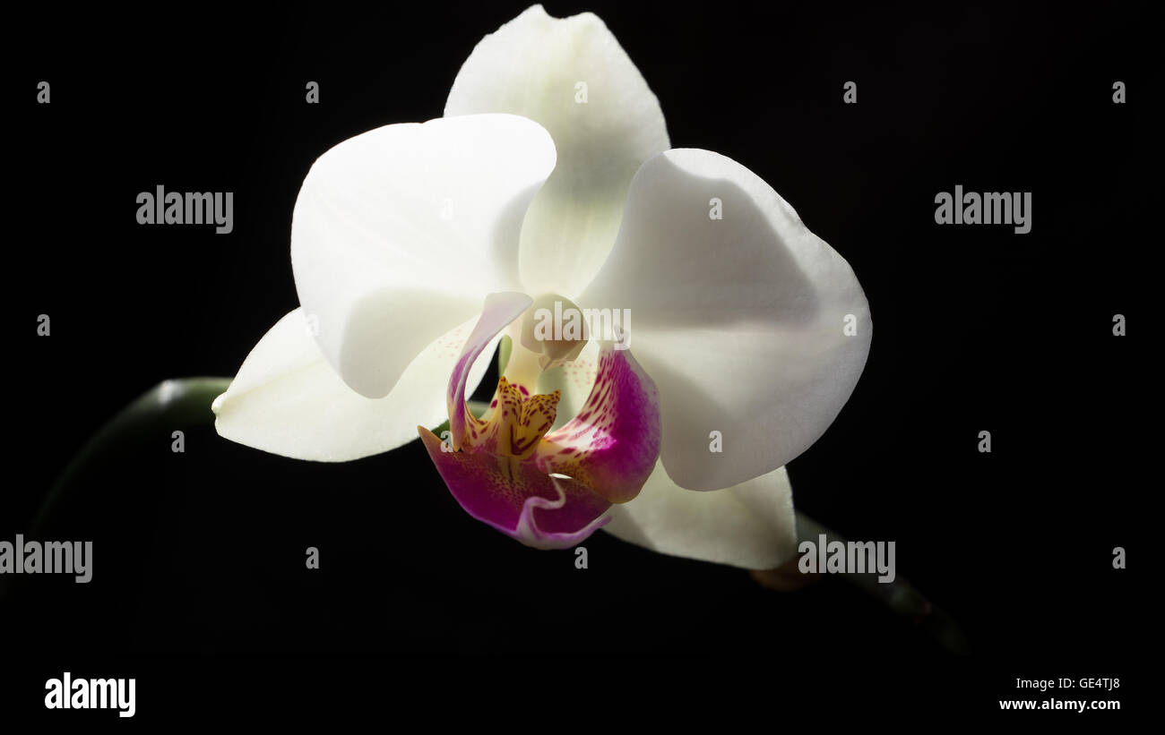 En vertu de l'orchidée blanche belle lumière et fond noir Banque D'Images