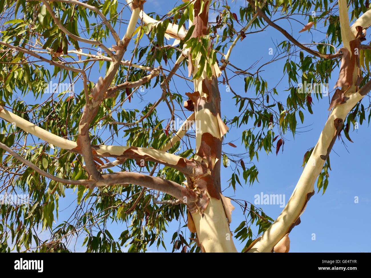Détail d'un eucalyptus de peeling doux à l'écorce blanche et rouge et vert  feuilles sous un ciel bleu clair en Australie Photo Stock - Alamy