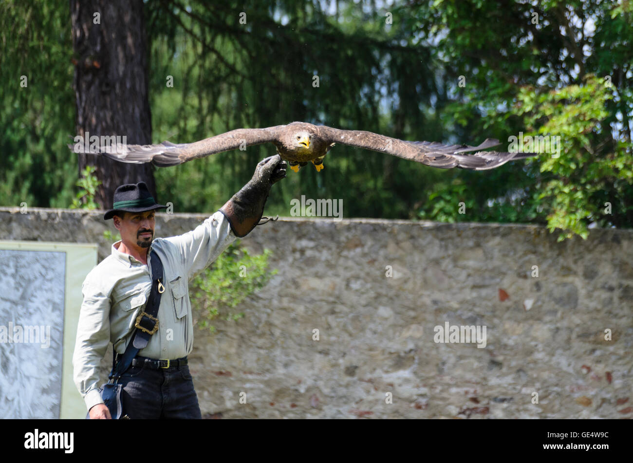 Pölla : Eagle (Haliaeetus albicilla ) dans une démonstration en vol de la fauconnerie et raptor centre du gouvernement fédéral autrichien Falkner Banque D'Images