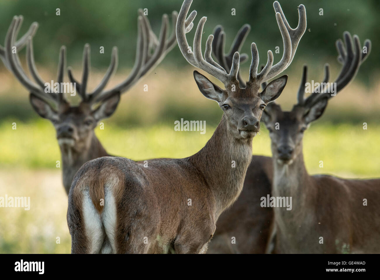 Red Deer (Cervus elaphus) en velours. Banque D'Images