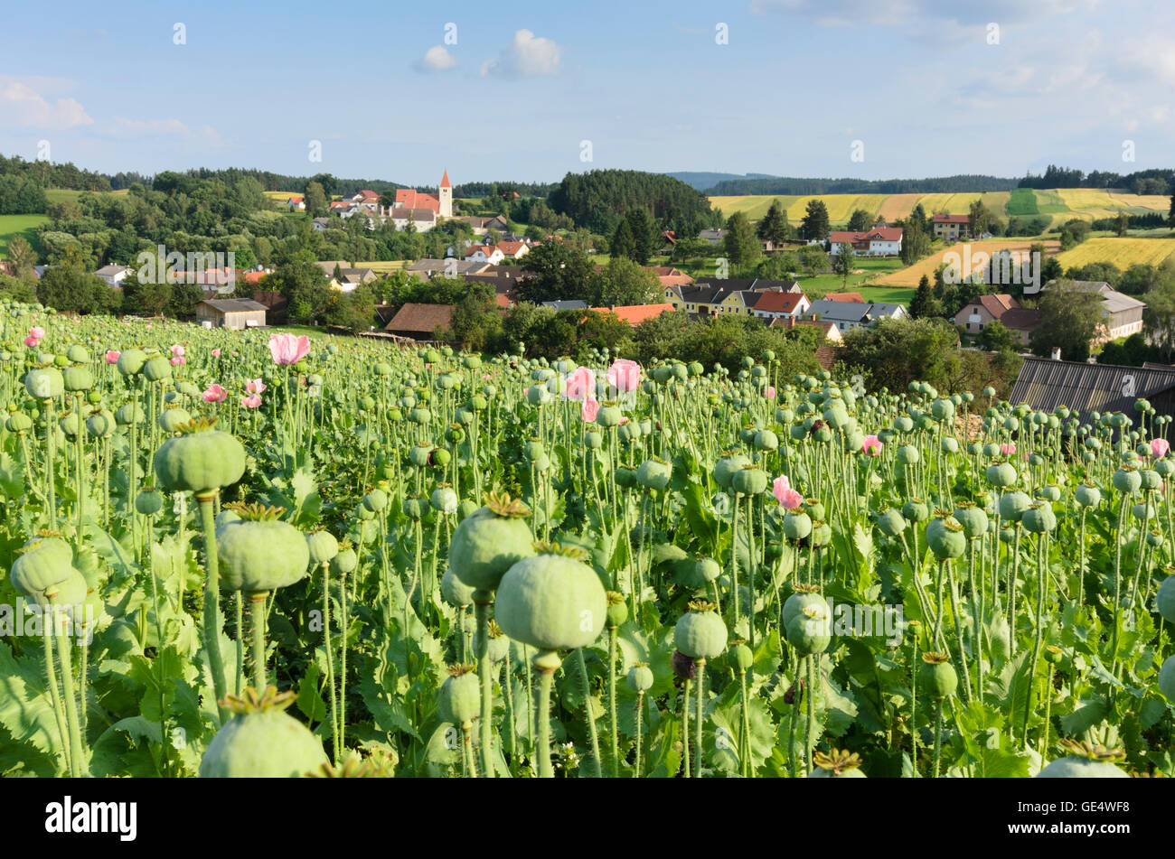 Zwettl : donnant sur Friedersbach, Waldviertler gray du pavot à opium (Papaver somniferum), l'Autriche, Niederösterreich, Autriche, Banque D'Images
