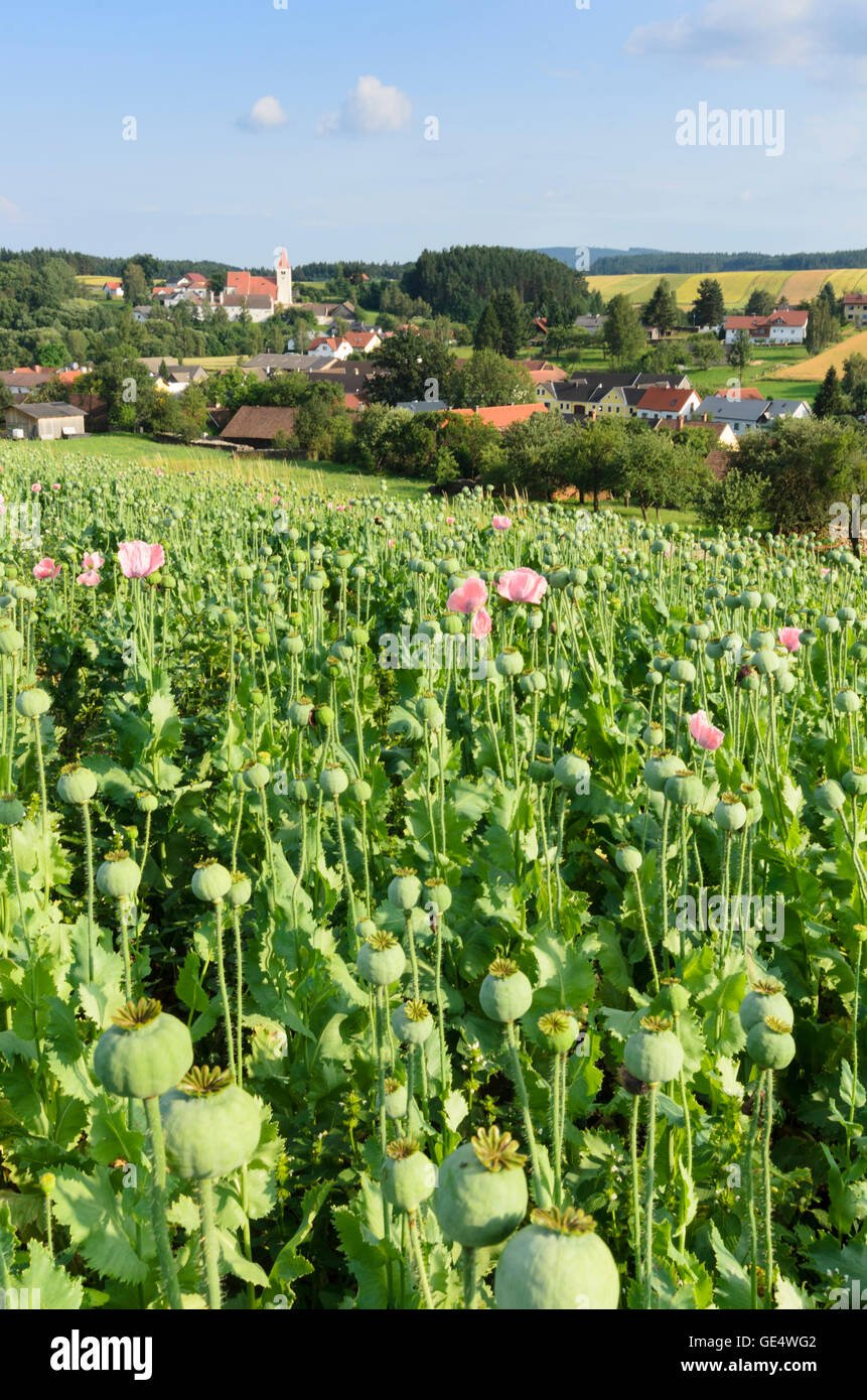 Zwettl : donnant sur Friedersbach, Waldviertler gray du pavot à opium (Papaver somniferum), l'Autriche, Niederösterreich, Autriche, Banque D'Images