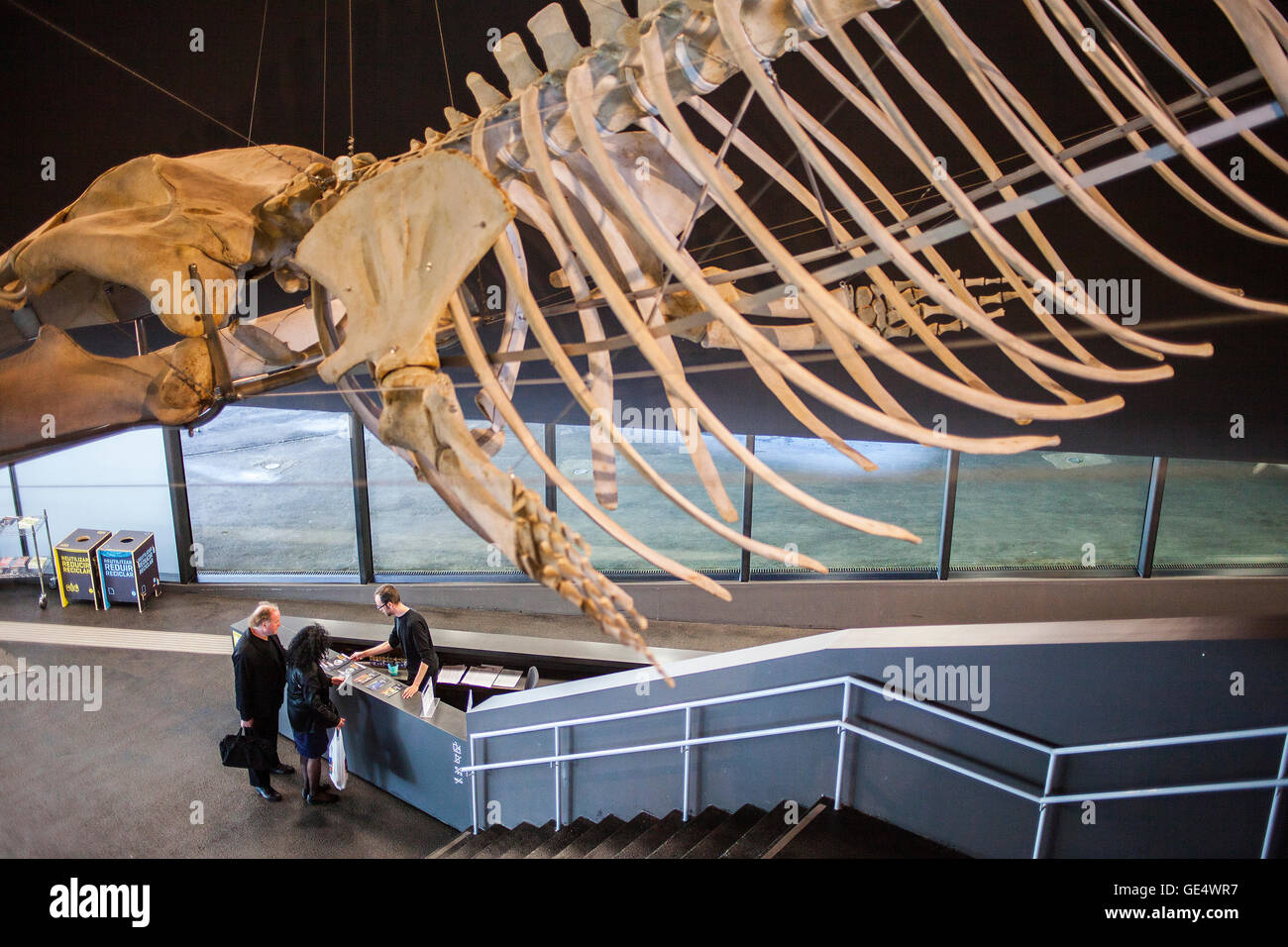Museu Blau,musée des sciences naturelles, squelette de baleine dans le hall. Bâtiment conçu par Jacques Herzog et Pierre de Meuron, Carrer d Banque D'Images