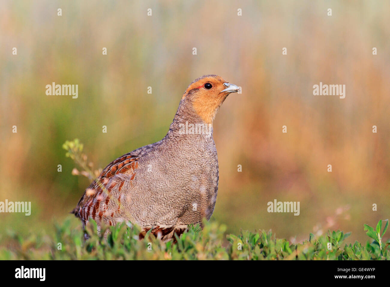 La perdrix grise se trouve sur le bord de routes, la chasse aux oiseaux pour déterminer photo Banque D'Images