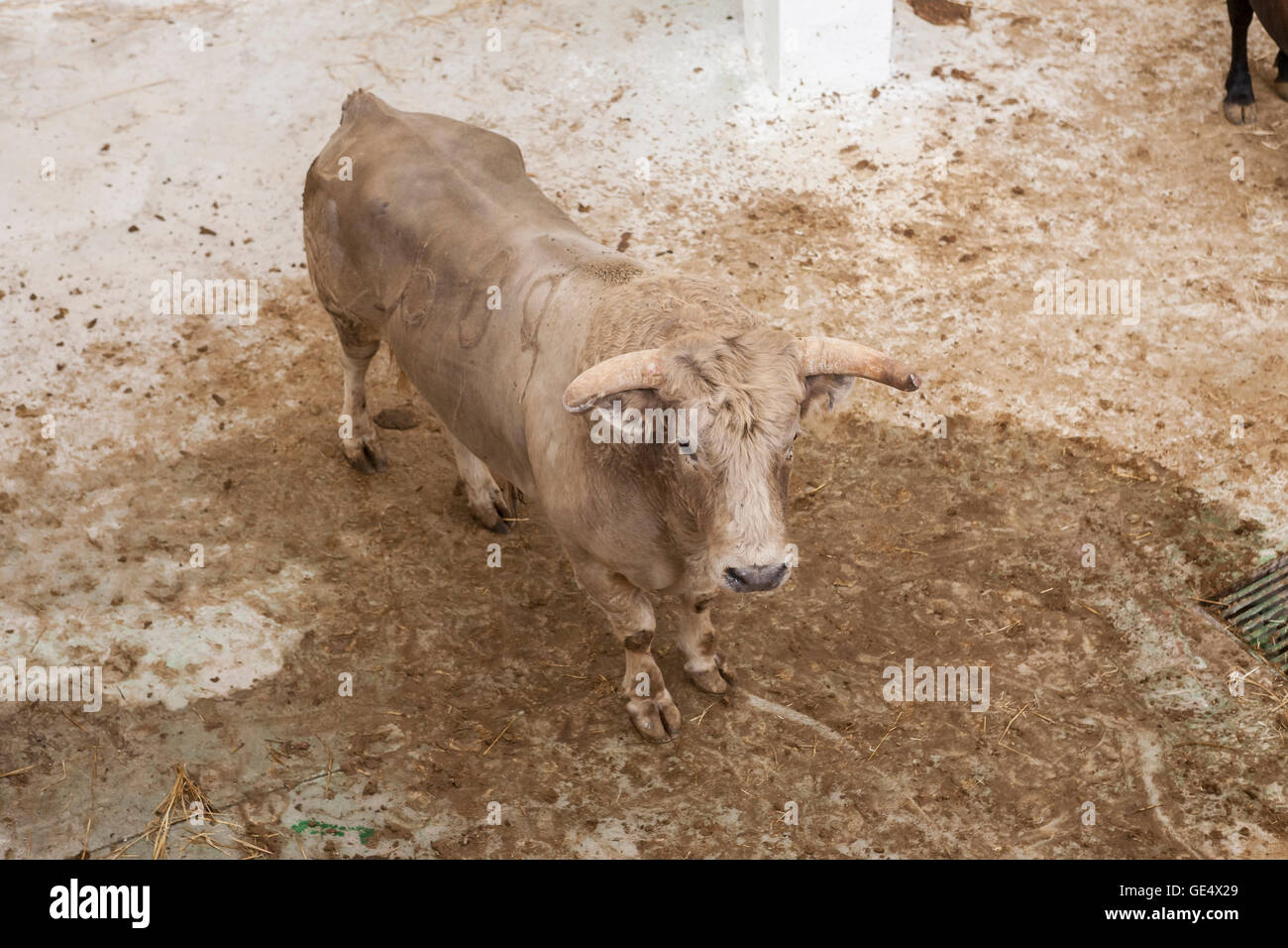 L'Espagnol brave bull lutte dans l'étable, Espagne Banque D'Images