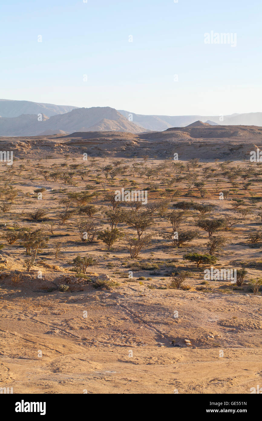 Arbre d'encens dans le Wadi Dawkah Frankincence Nature Resort. La montagne de Dhofar, Oman Banque D'Images