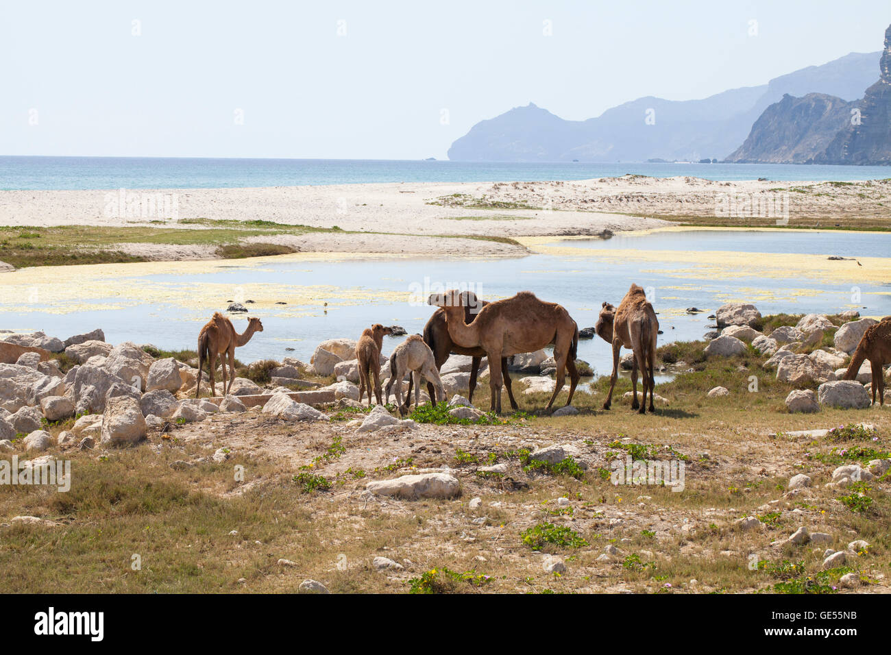 Image de chameaux sur une plage, dans la région de Dhofar, Oman. Banque D'Images