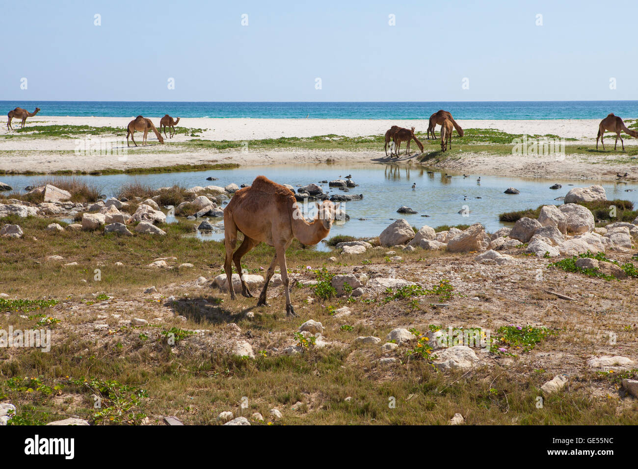 Image de chameaux sur une plage, dans la région de Dhofar, Oman. Banque D'Images