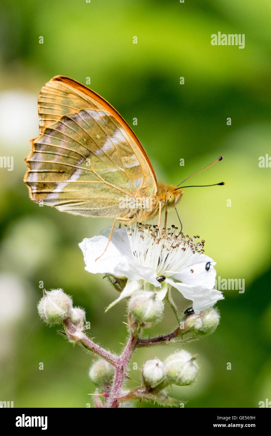 Silver-lavé fritillary (Argynnis paphia) papillon sur une fleur de ronce Banque D'Images