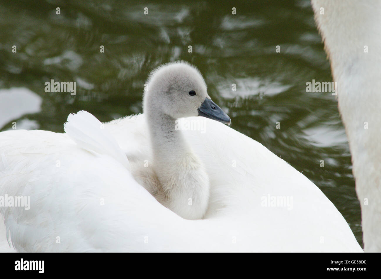 Le Cygne Tubercule Cygnus Olor Porter Un Bebe Sur Le Dos A La Riviere Ant Les Norfolk Broads Uk Photo Stock Alamy