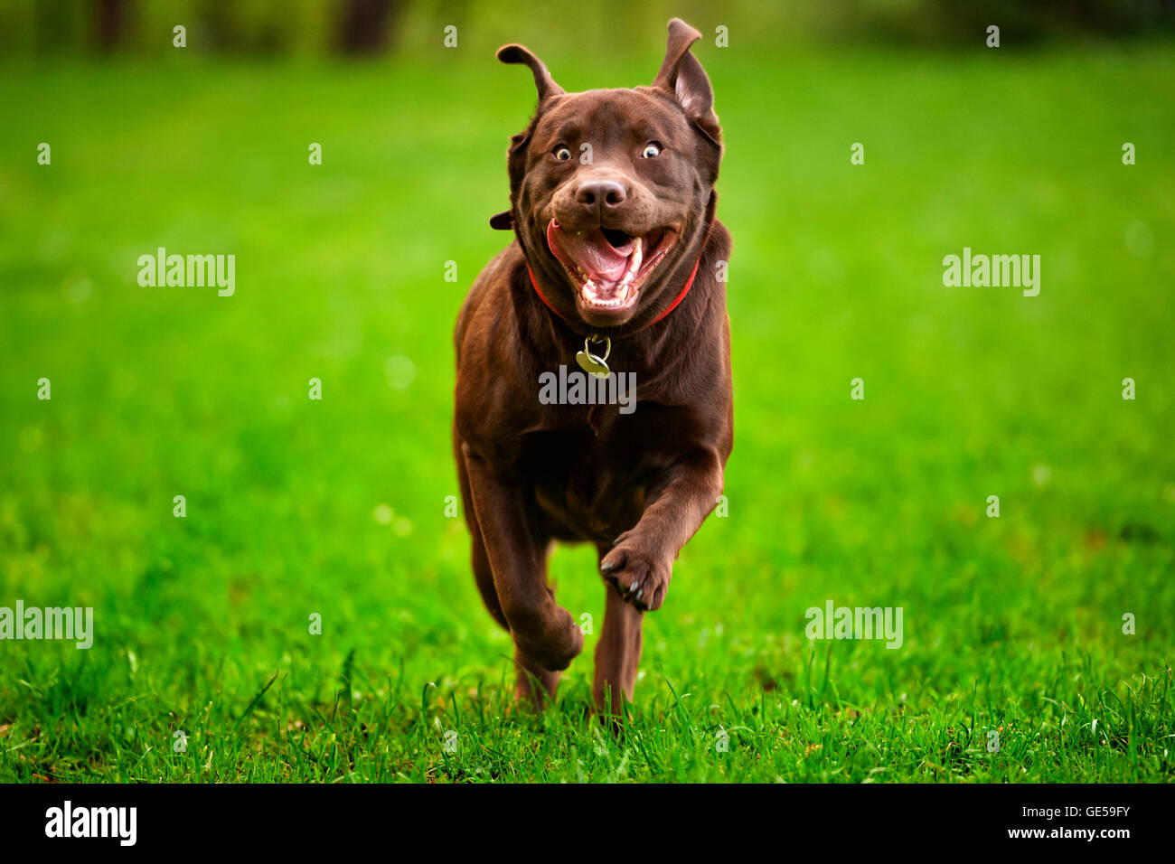 Chien qui court dans un pré Banque D'Images