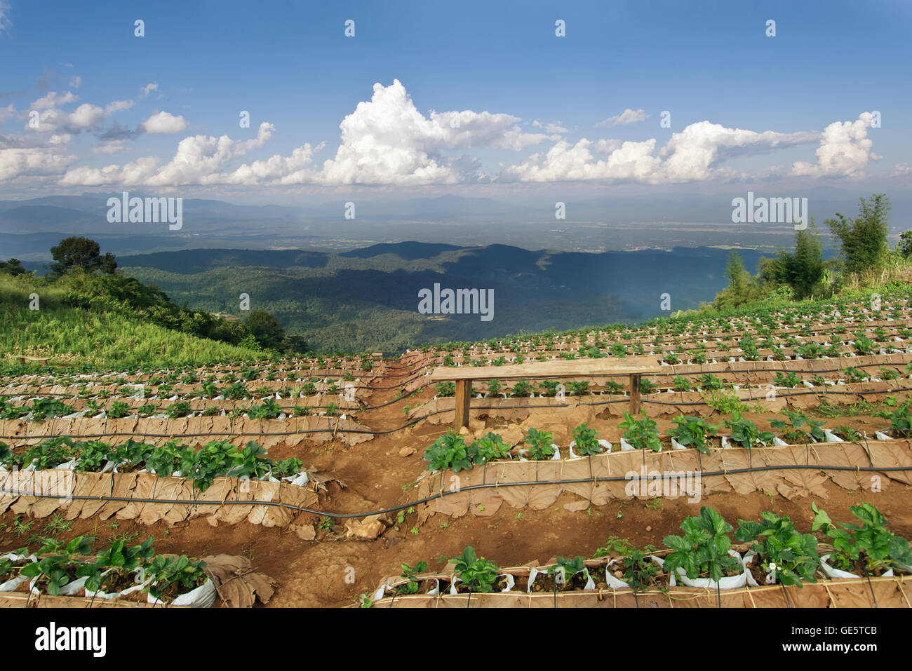 Vue de dessus Mon Jam (Thai nom local) avec la montagne ferme de fraises et président à Chiangmai Thailand Banque D'Images