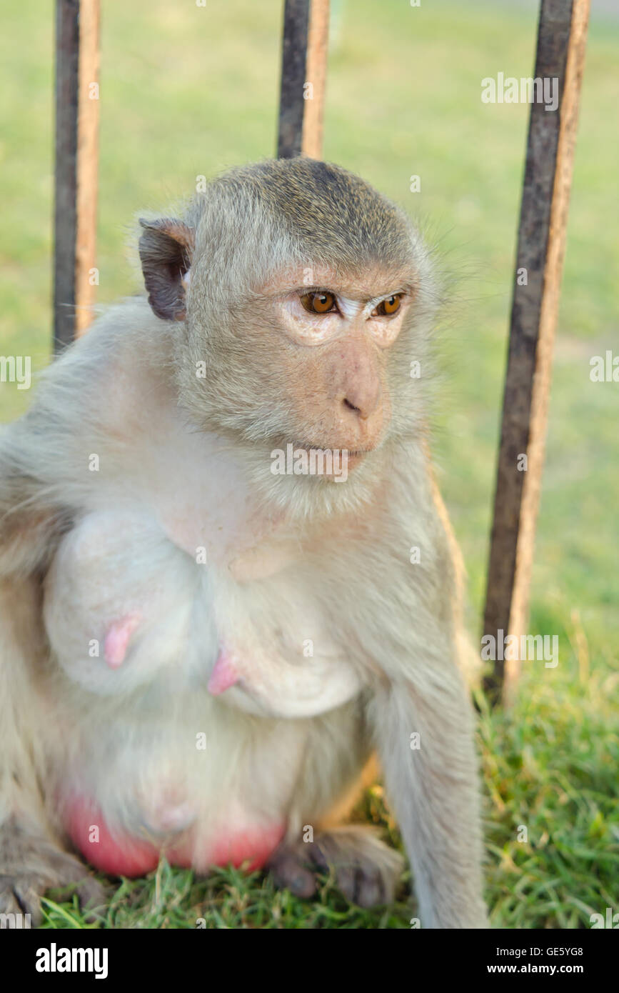 Singe à longue queue dans la province de Lopburi, Thaïlande Banque D'Images