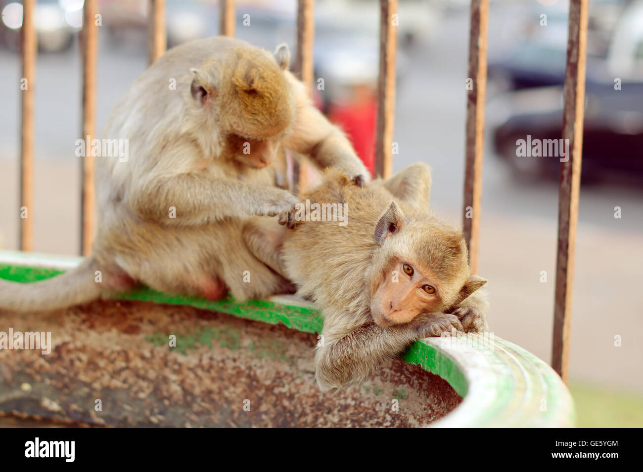 Singe à longue queue dans la province de Lopburi, Thaïlande Banque D'Images