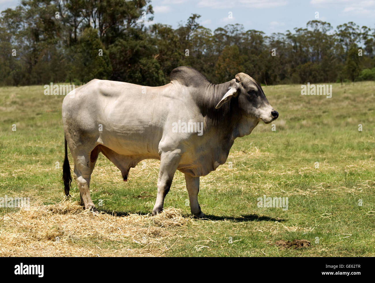 Un taureau brahman produites comme un goujon bull pour les bovins de boucherie Banque D'Images