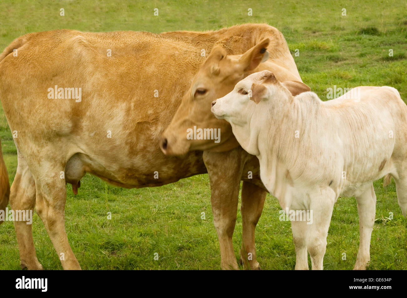 Vache Charolaise avec bébé veau - spring time mother love - scène rurale Banque D'Images