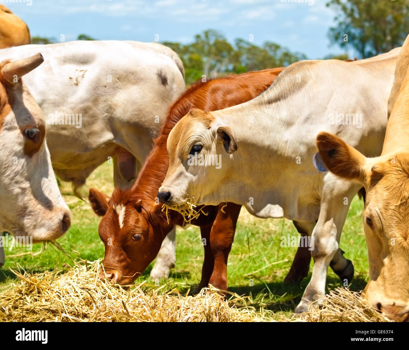 Les vaches de boucherie et d'un an se nourrissent de foin de luzerne Banque D'Images