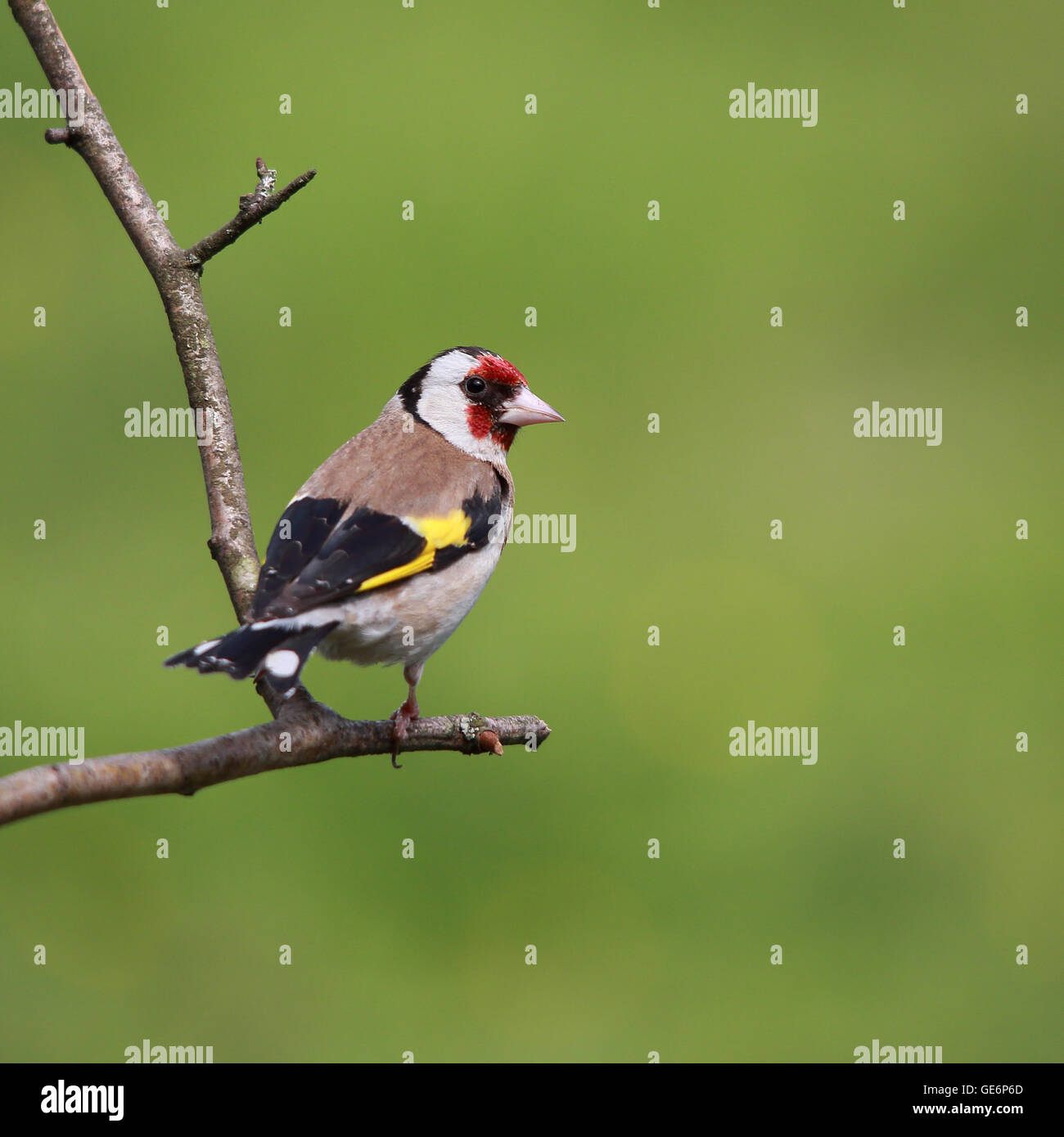 Chardonneret élégant, également connu simplement comme Goldfinch, perché sur une branche mince contre l'herbe verte Banque D'Images