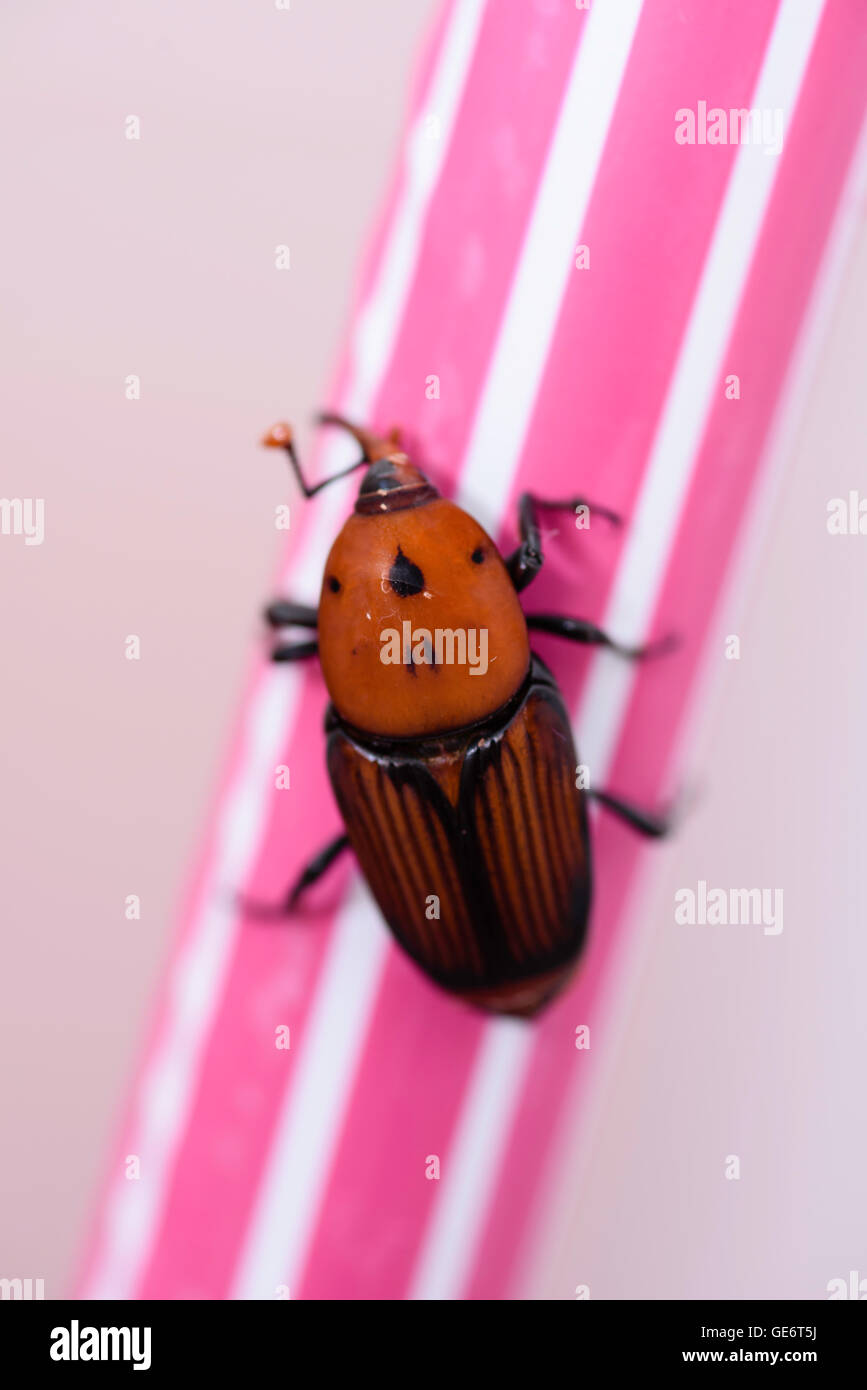 Vue rapprochée d'un insecte charançon rouge des palmiers Banque D'Images