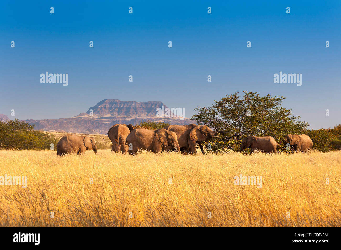 Troupeau d'éléphants dans la région de Sossusvlei, Namibie Banque D'Images Troupeau d'éléphants dans la région de Sossusvlei, Namibie Banque D'Images