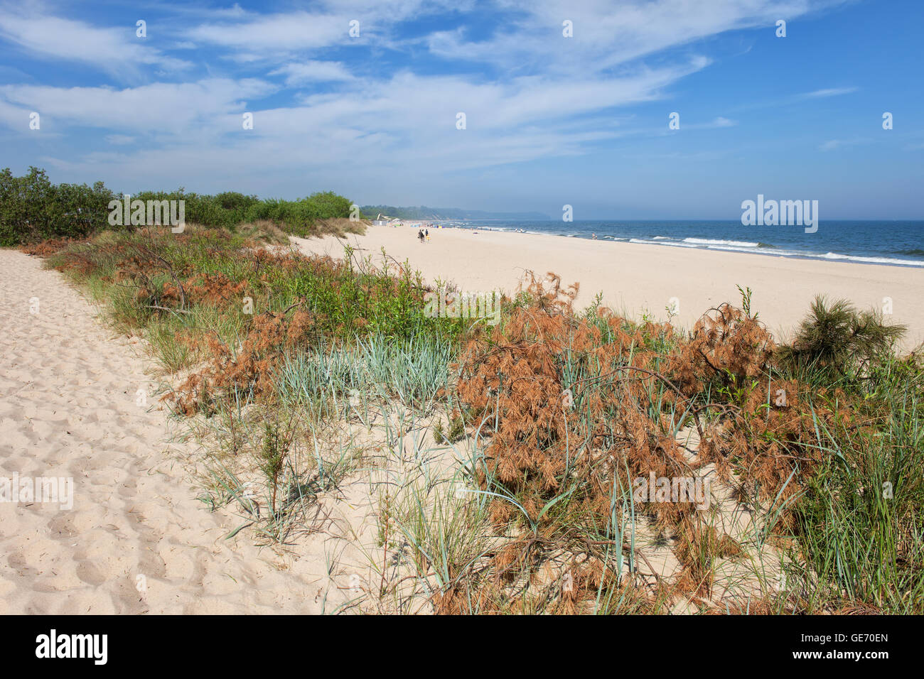 Plage et petite dune de sable avec la végétation dans station balnéaire de Sopot en Pologne sur la mer Baltique, occidentale, région de la Cachoubie Banque D'Images