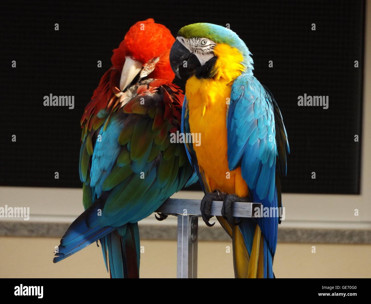 Deux Aras percher sur un stand (un rouge et un bleu) Banque D'Images