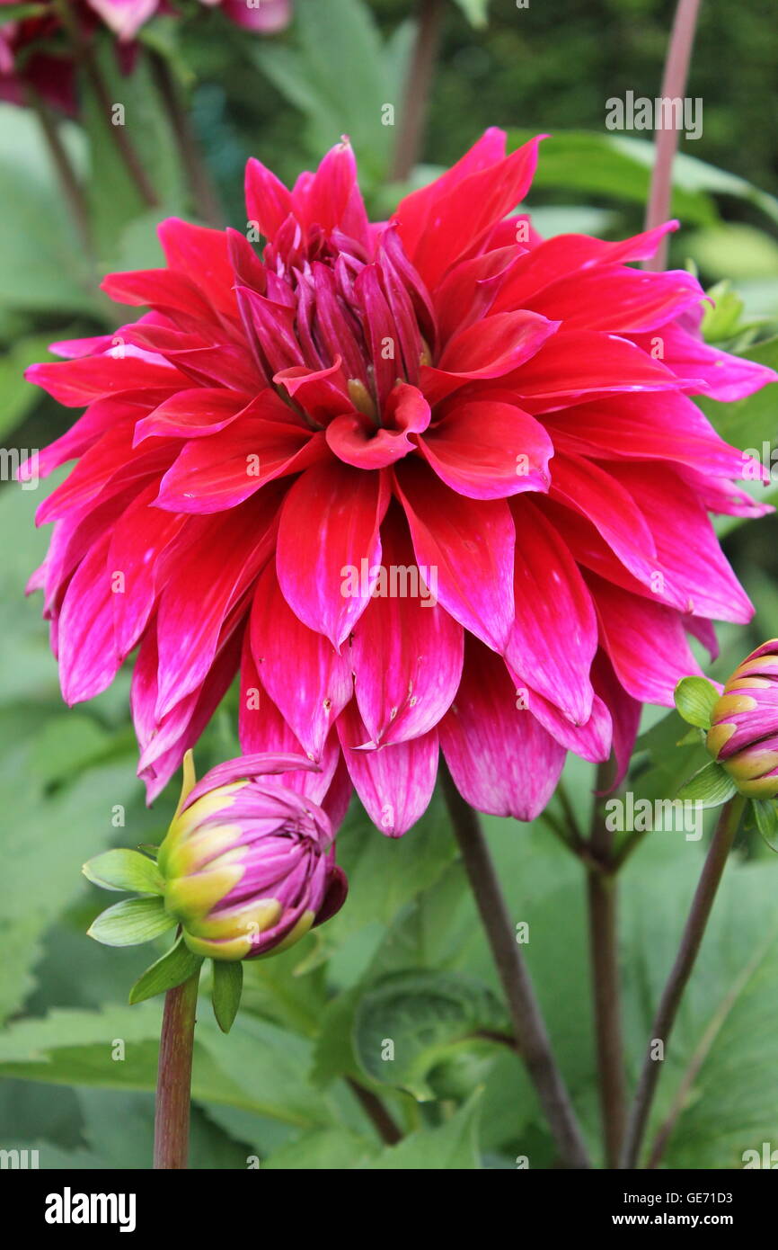Le Dahlia, vivace, de la famille des astéracées plante, Burrows, jardins, fleurs, jardinage, bulbes d'été Banque D'Images