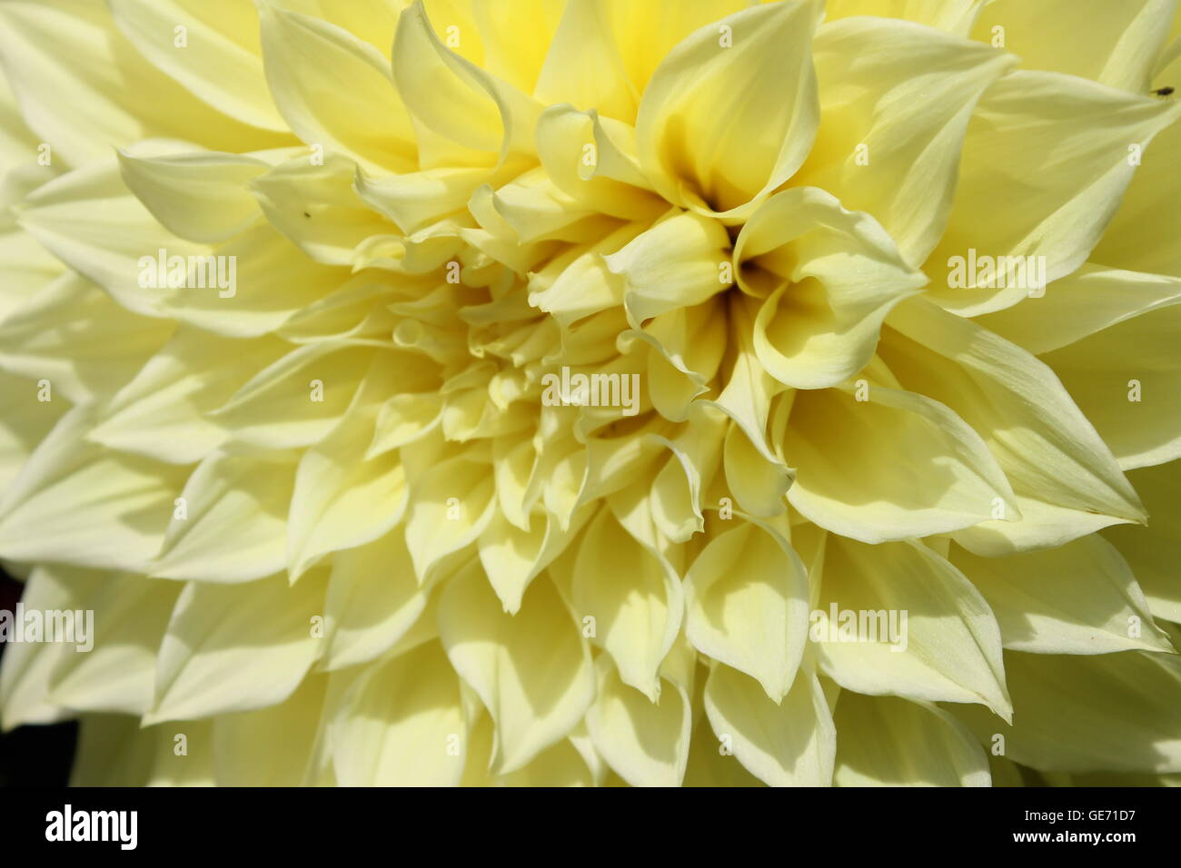 Le Dahlia, vivace, de la famille des astéracées plante, Burrows, jardins, fleurs, jardinage, bulbes d'été Banque D'Images