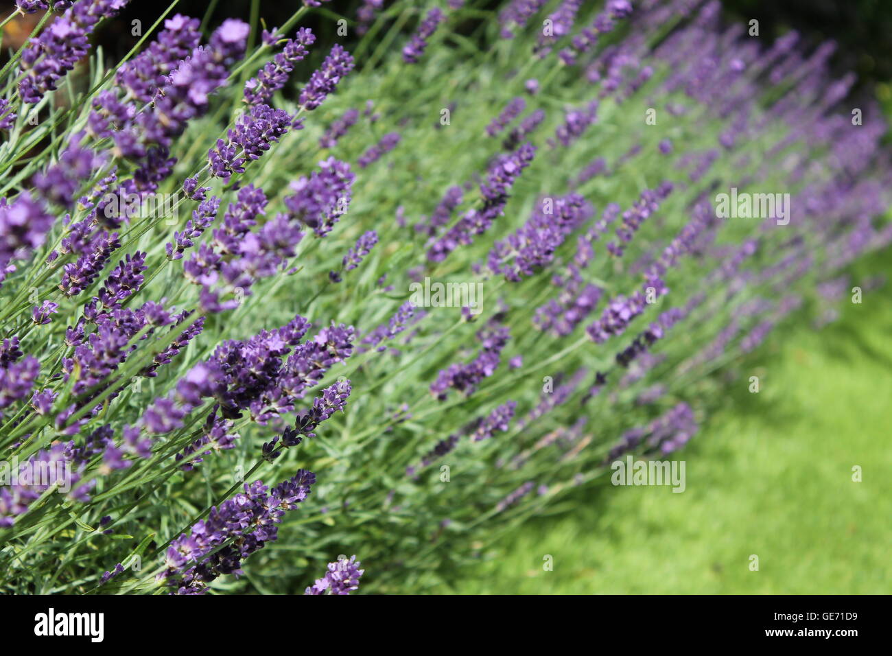 English lavender plant, lavandula angustifolia, Hardy, violet fleur, plante ornementale, grand parfum, Hampshire Banque D'Images
