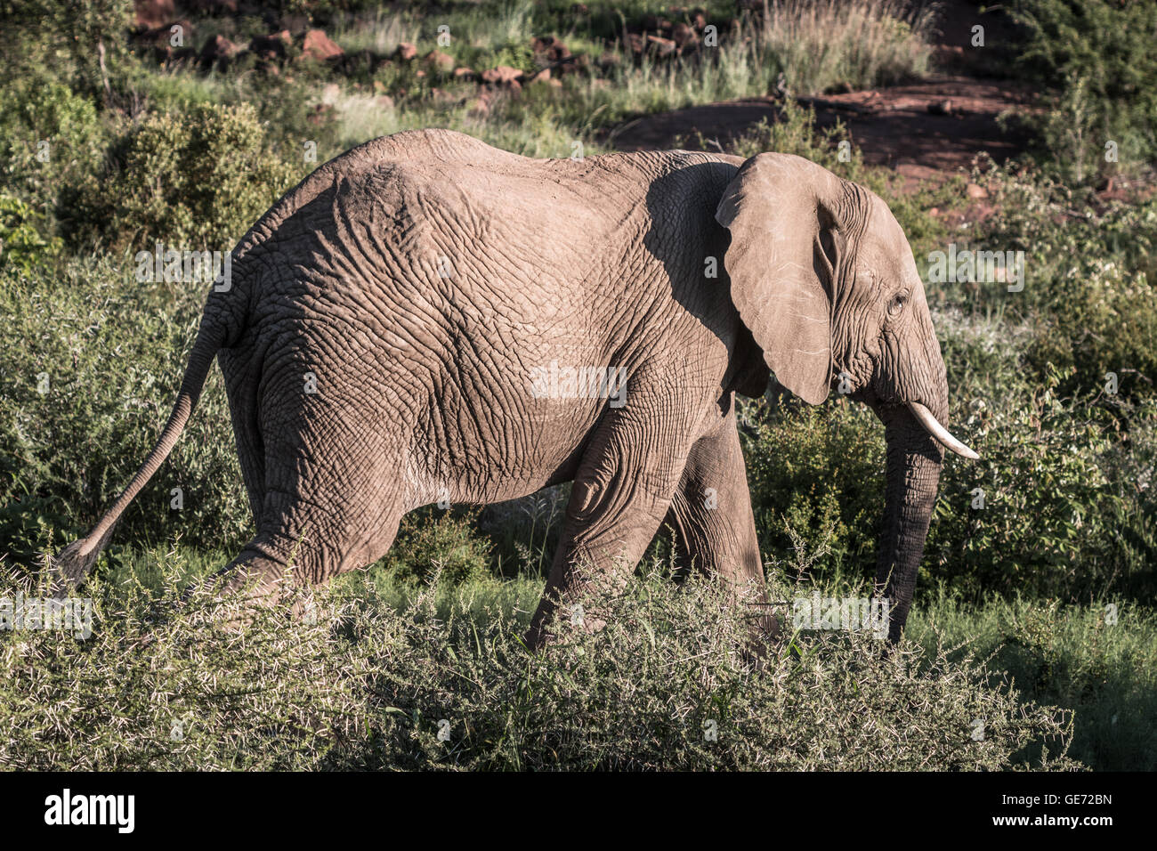 Dans l'éléphant Safari Africain Banque D'Images