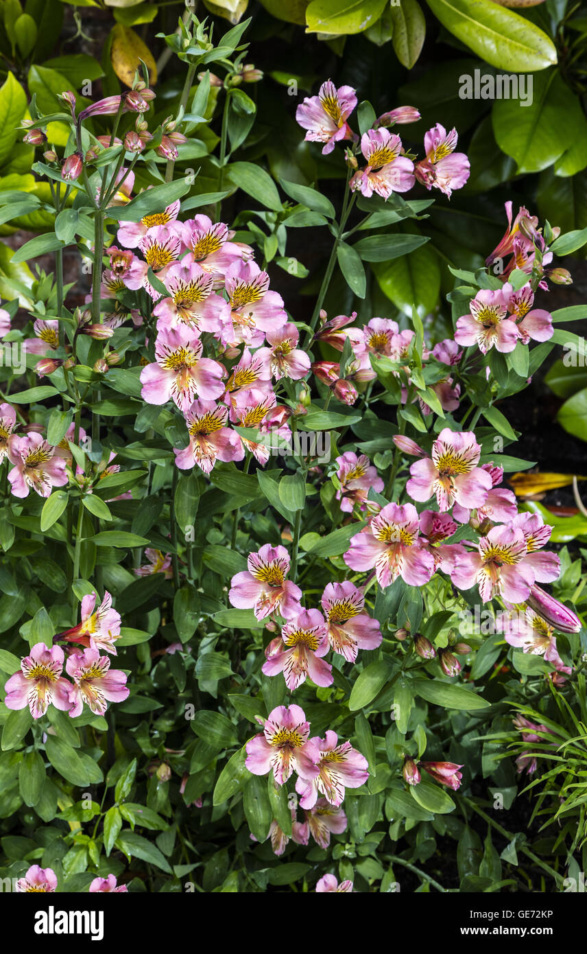 L'Alstromeria rose plantes à fleurs dans un jardin. Banque D'Images