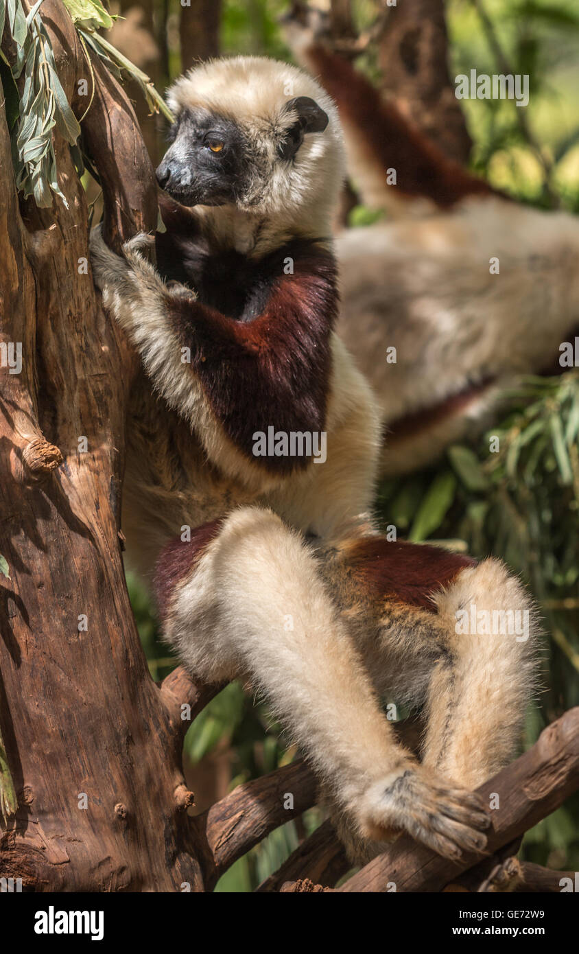 Lémurien dans Madagascar Banque D'Images