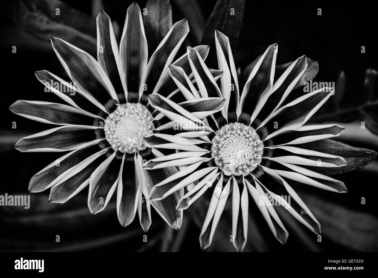 Les images en noir et blanc de Gazania fleurs Banque D'Images