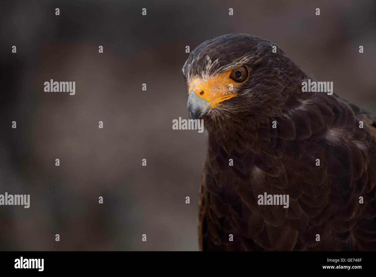 Harris Parabuteo Unicinctus (Hawk), © Jason Richardson / Alamy Live News Banque D'Images