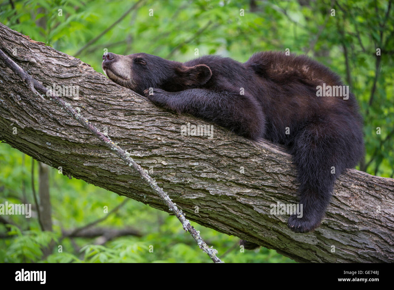 Chez l'ours noir se reposant sur tronc d'arbre, Urus americanus, Amérique du Nord Banque D'Images