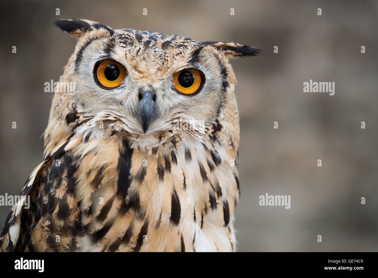 Bengal Eagle Owl (Bubo bengalensis), © Jason Richardson / Alamy Live News Banque D'Images