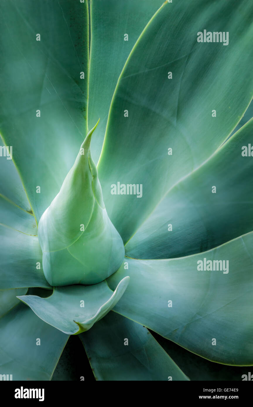 Vue rapprochée d'un cou de cygne agave bleu Banque D'Images
