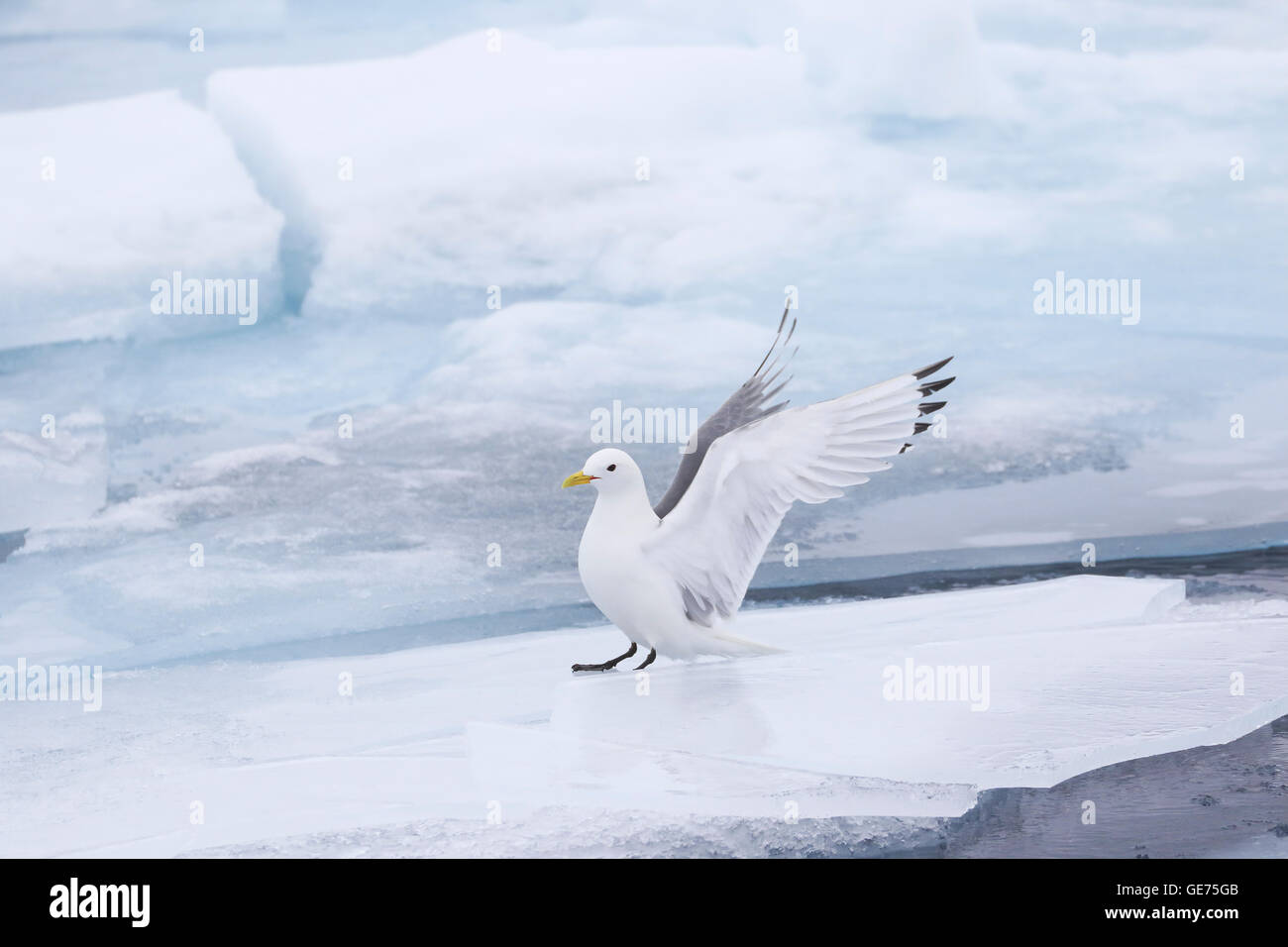 Mouette tridactyle Black adultes entrée en terre sur la banquise dans l'Arctique Banque D'Images