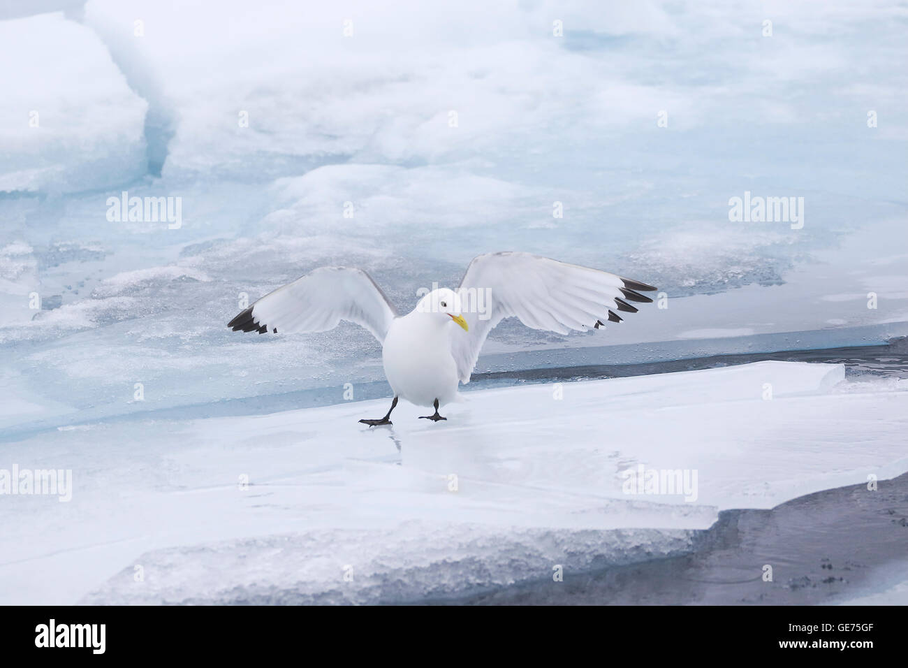 Mouette tridactyle Black adultes entrée en terre sur la banquise dans l'Arctique Banque D'Images