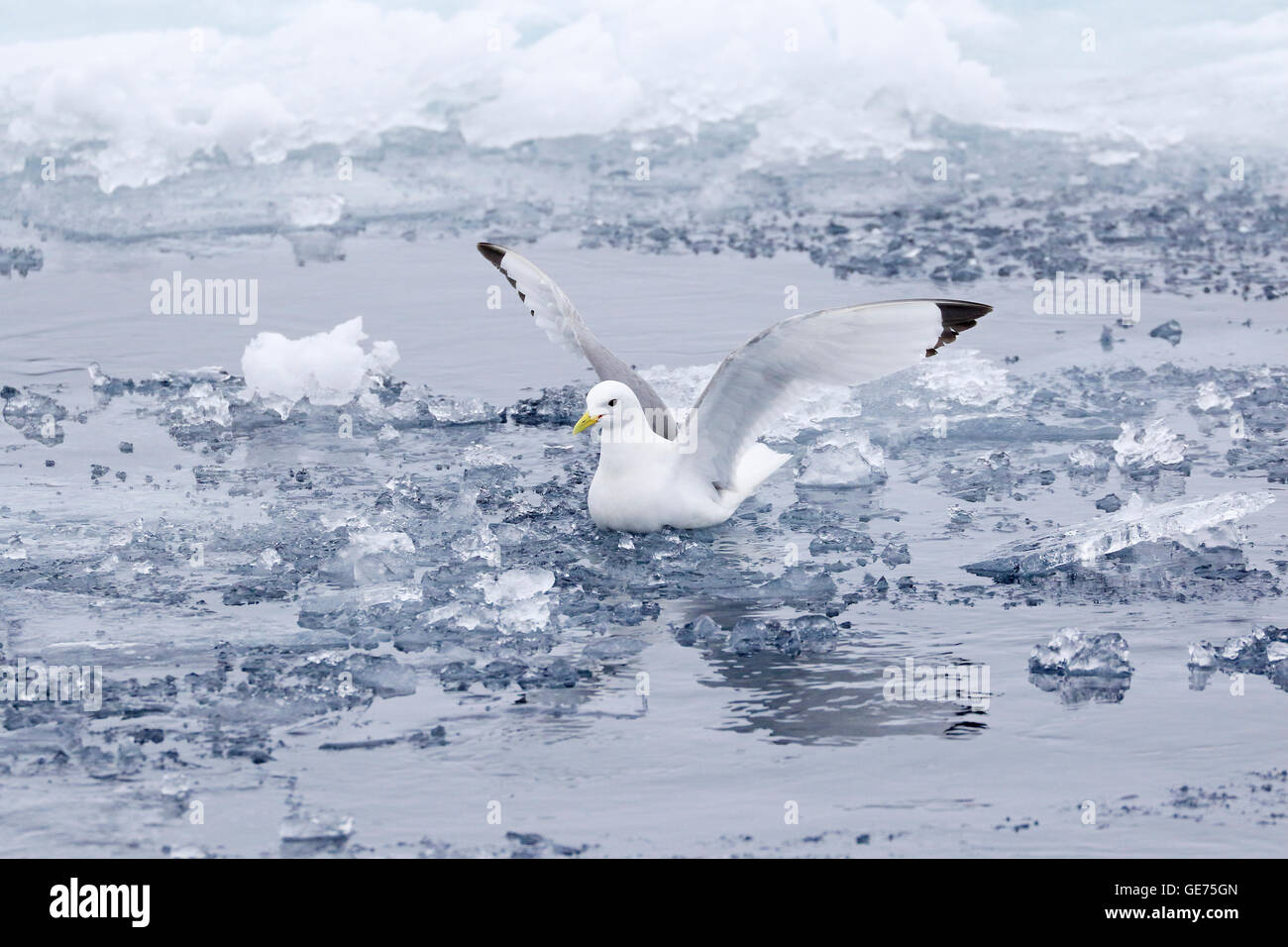 Mouette tridactyle Black adultes entrée en terre sur la banquise dans l'Arctique Banque D'Images