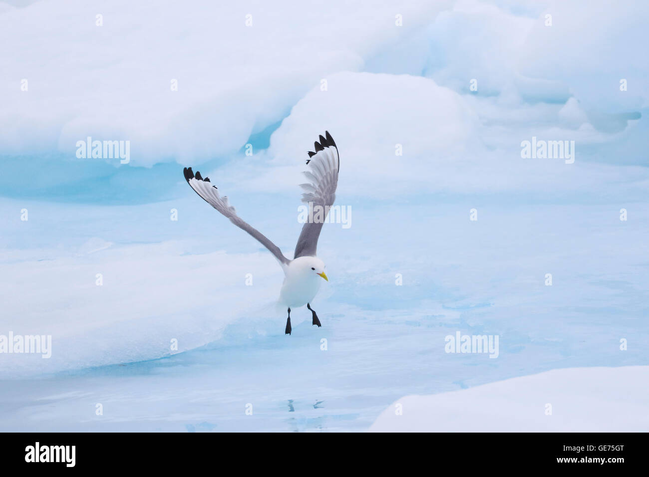 Mouette tridactyle Black adultes entrée en terre sur la banquise dans l'Arctique Banque D'Images