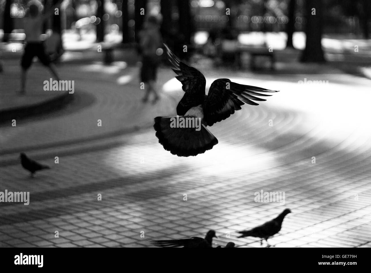 Oiseaux d'atterrissage dans city park Banque D'Images