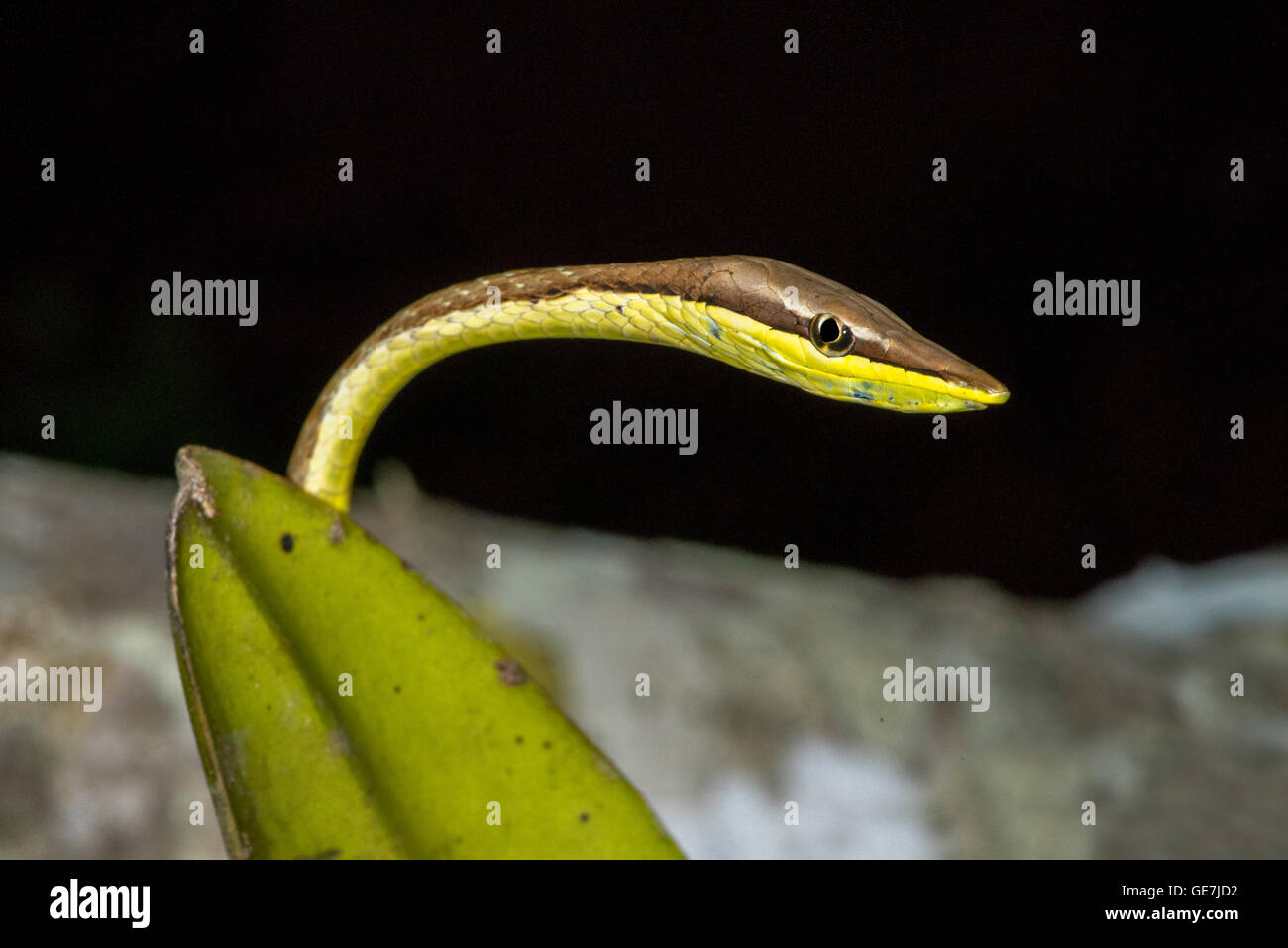 Oxybelis aeneus Serpent de vigne brun El Tuito, Jalisco, Mexique 12 juin Colubridés Adultes Banque D'Images