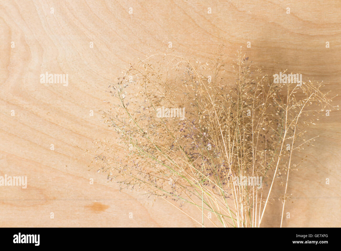 De l'herbe sèche fleur sur fond de bois Banque D'Images