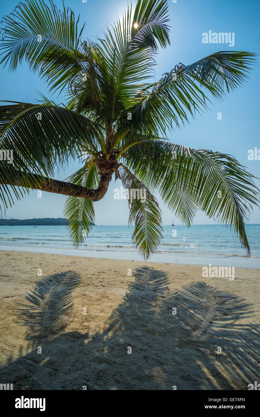 Cocotier dans l'île tropicale beach Banque D'Images