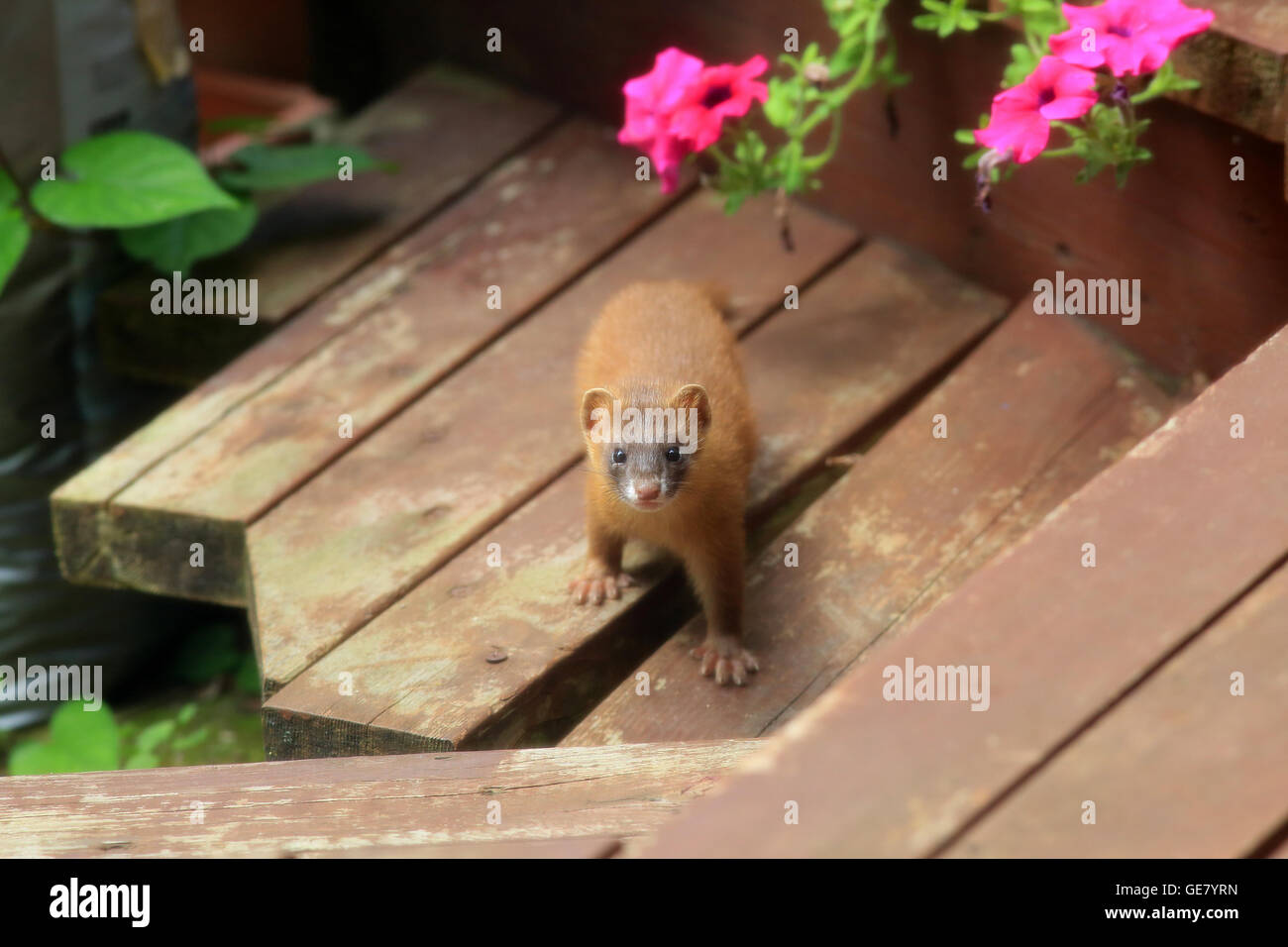 Belette de Sibérie (Mustela sibirica) au Japon Banque D'Images