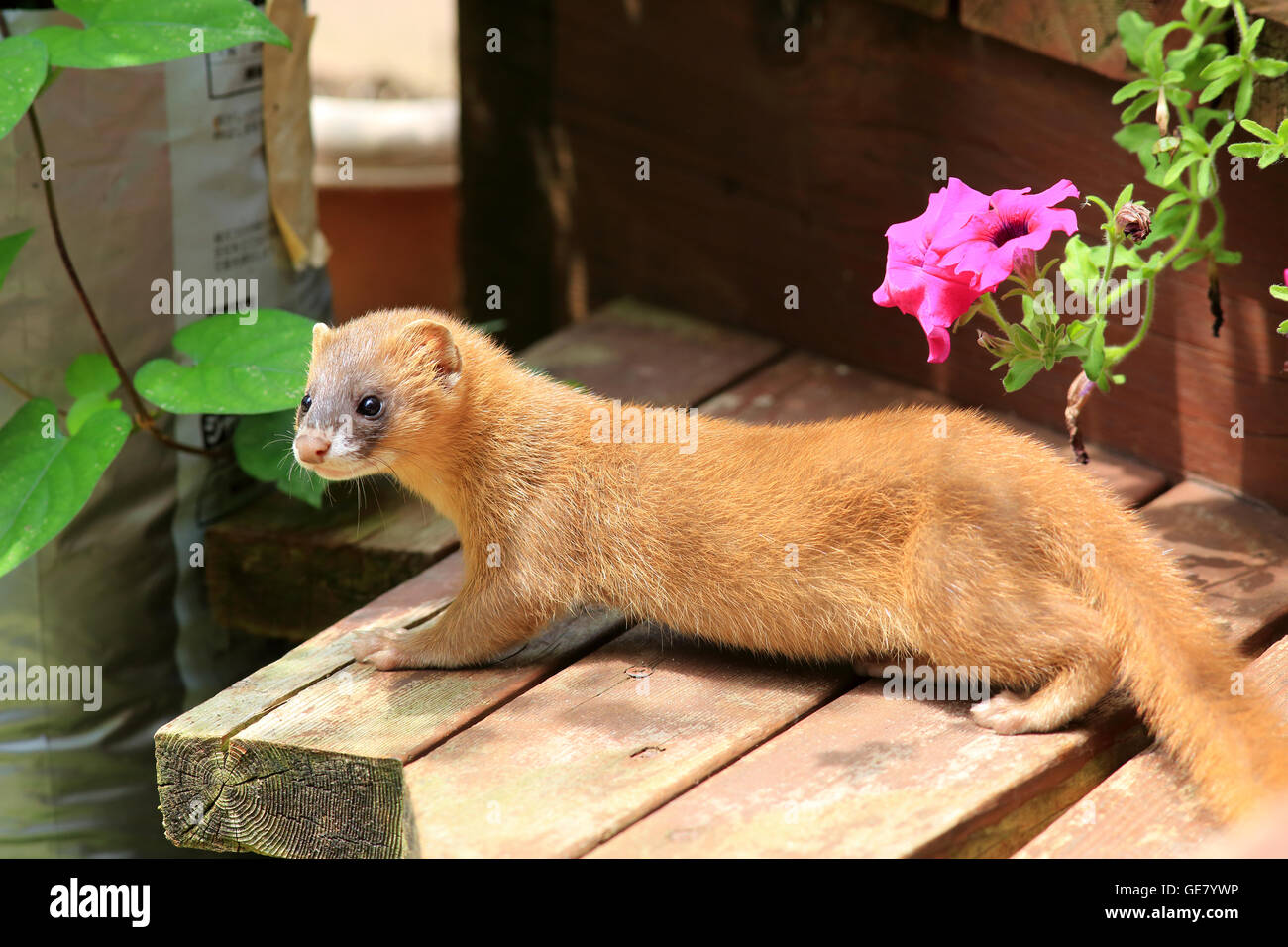 Belette de Sibérie (Mustela sibirica) au Japon Banque D'Images